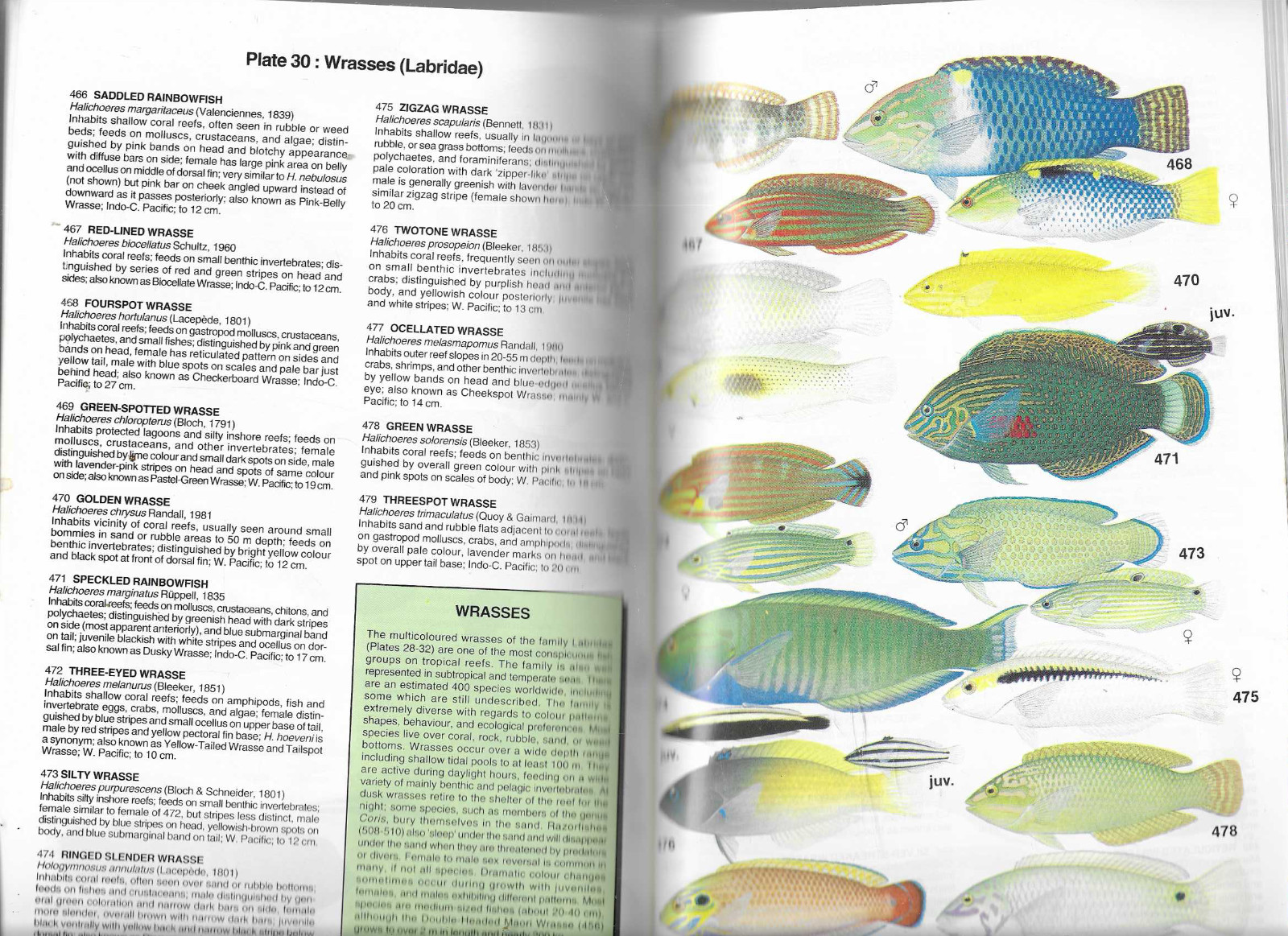 Gerald R Allen / Reef Fishes Of New Guinea Trade PB A Field Guide Divers Anglers