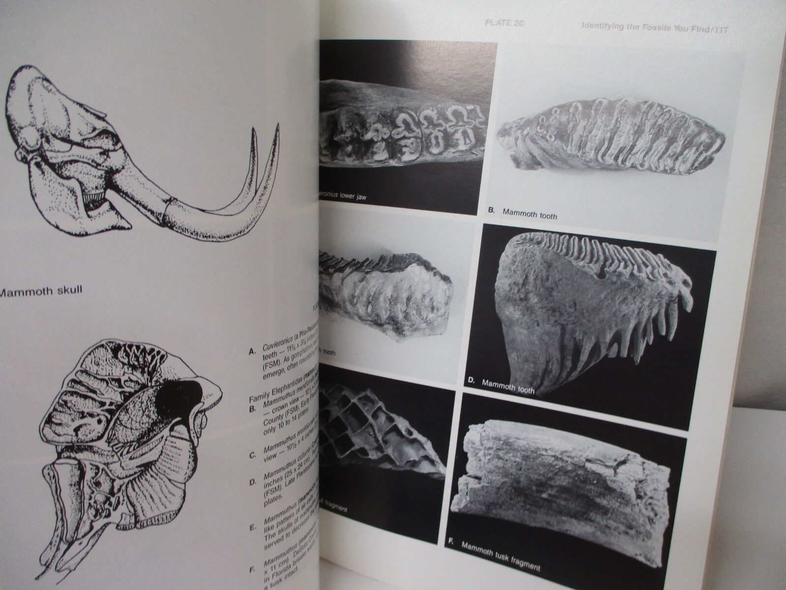 Florida’s Fossils by Brown Guide to Location, Identification and Enjoyment book