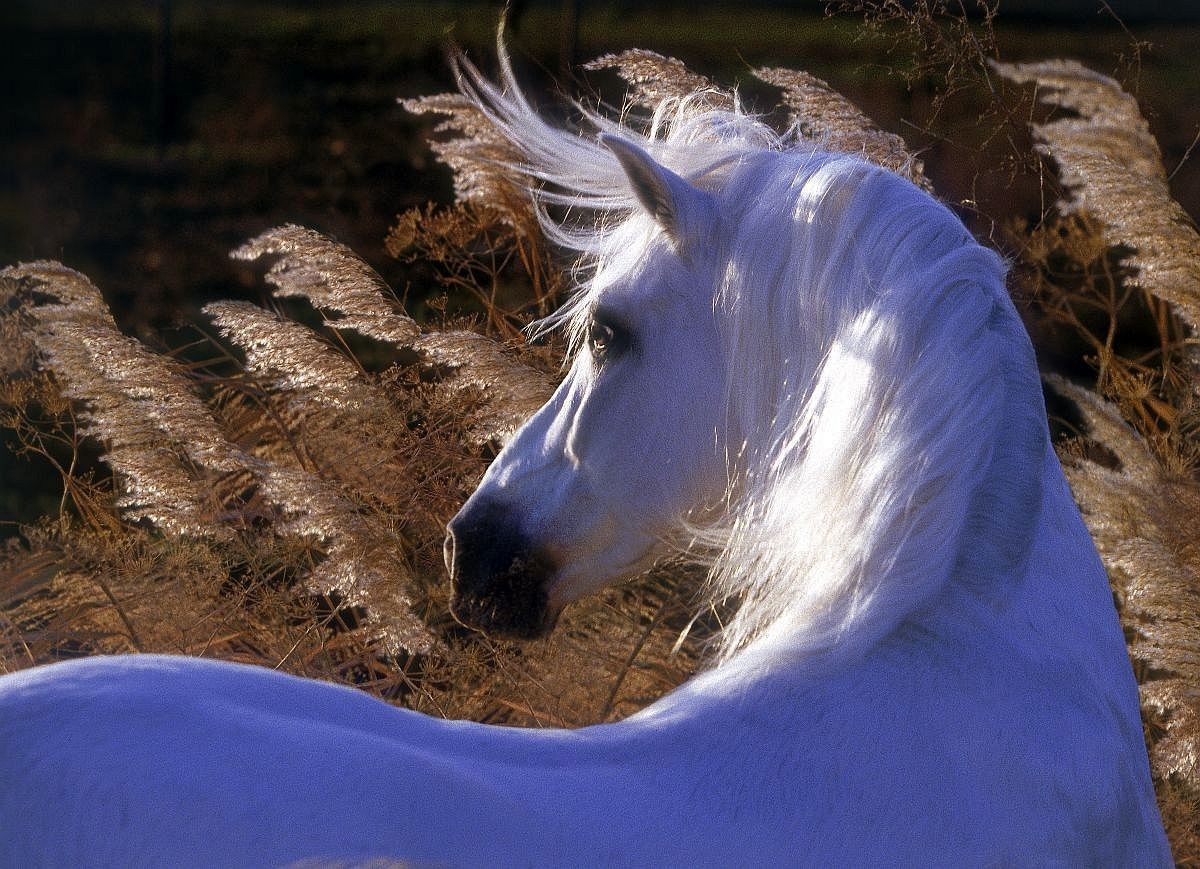 Cardenas Horses and Home by Robert Vavra: Brand New & Signed Limited Edition