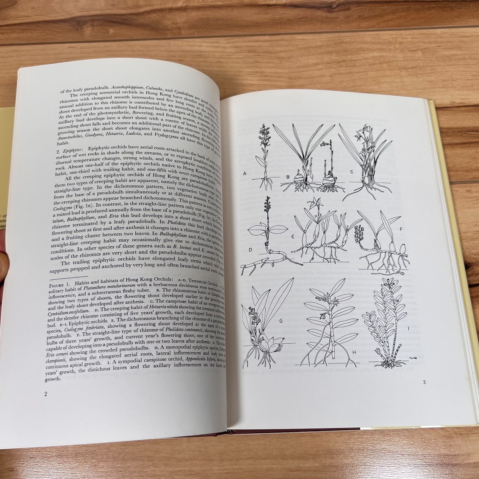 The Genera of Orchidaceae in Hong Kong by Shiu-ying Hu VERY GOOD VTG 1977 1st Ed