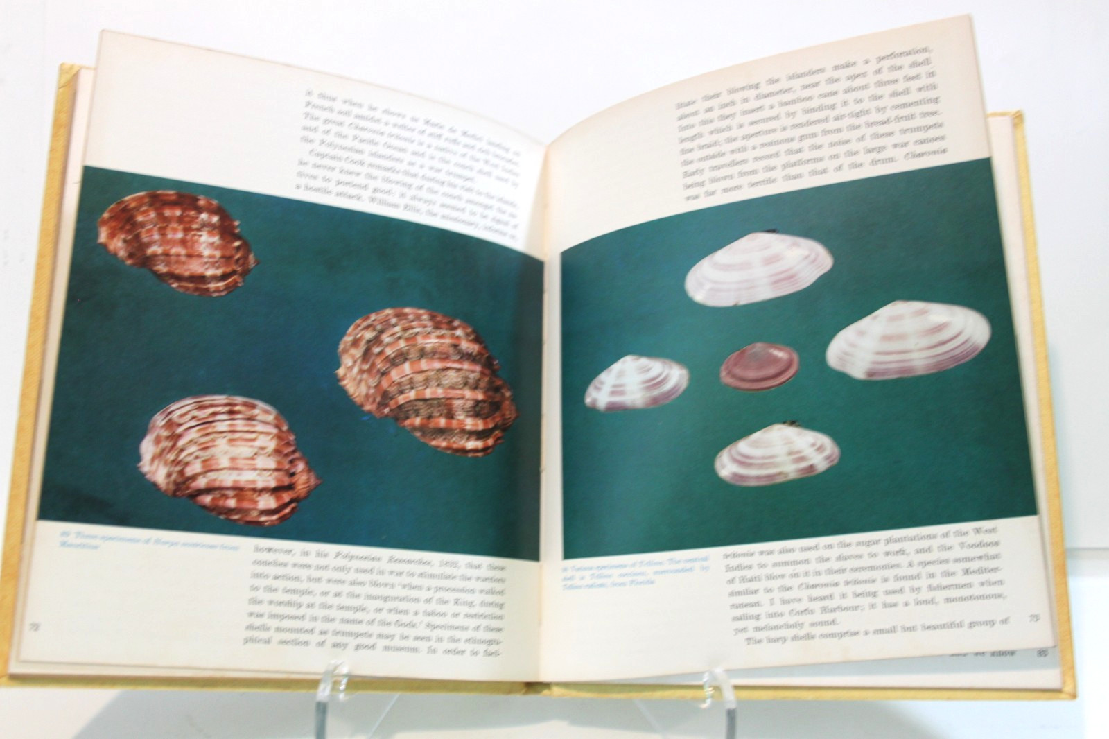 Vintage Shells Roderick Cameron 1972 Octopus HC Illustrated Sea Shell Ref Book