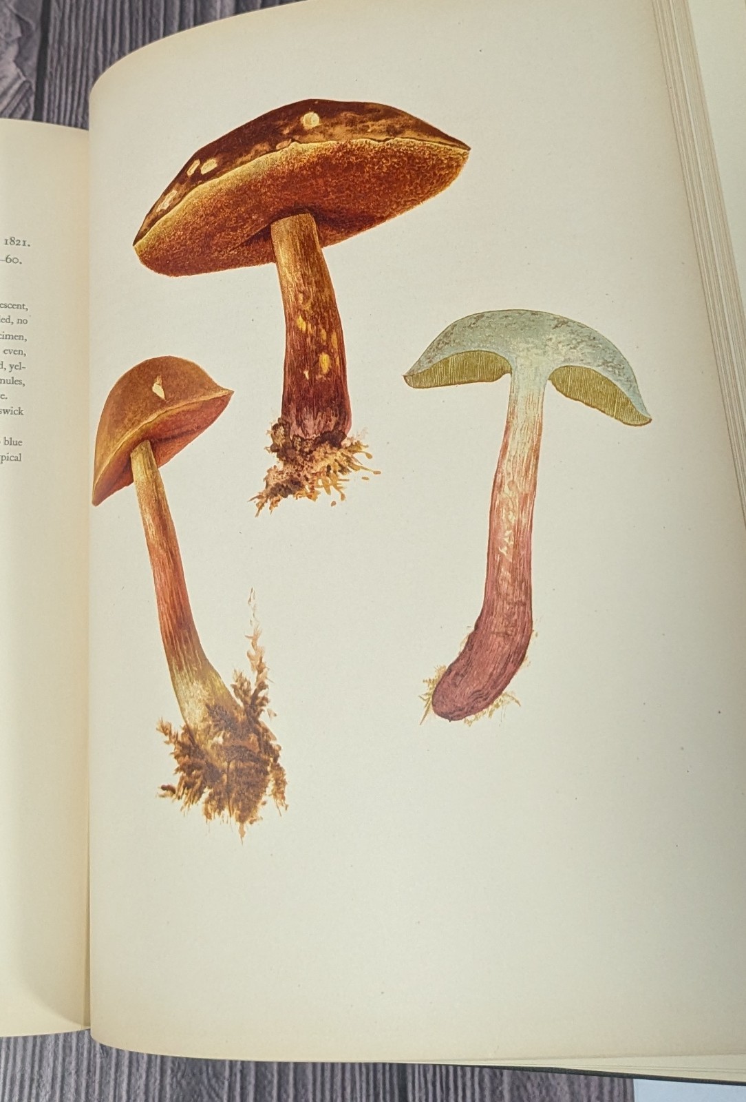 Icones Farlowianae – 1929 Farlow Fungi Mushrooms 103 Color Plates – Large Folio