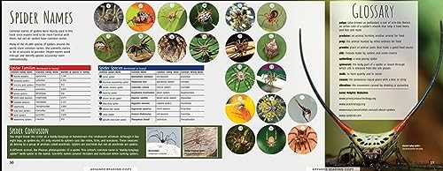Scurry: The Truth about Spider – GOOD