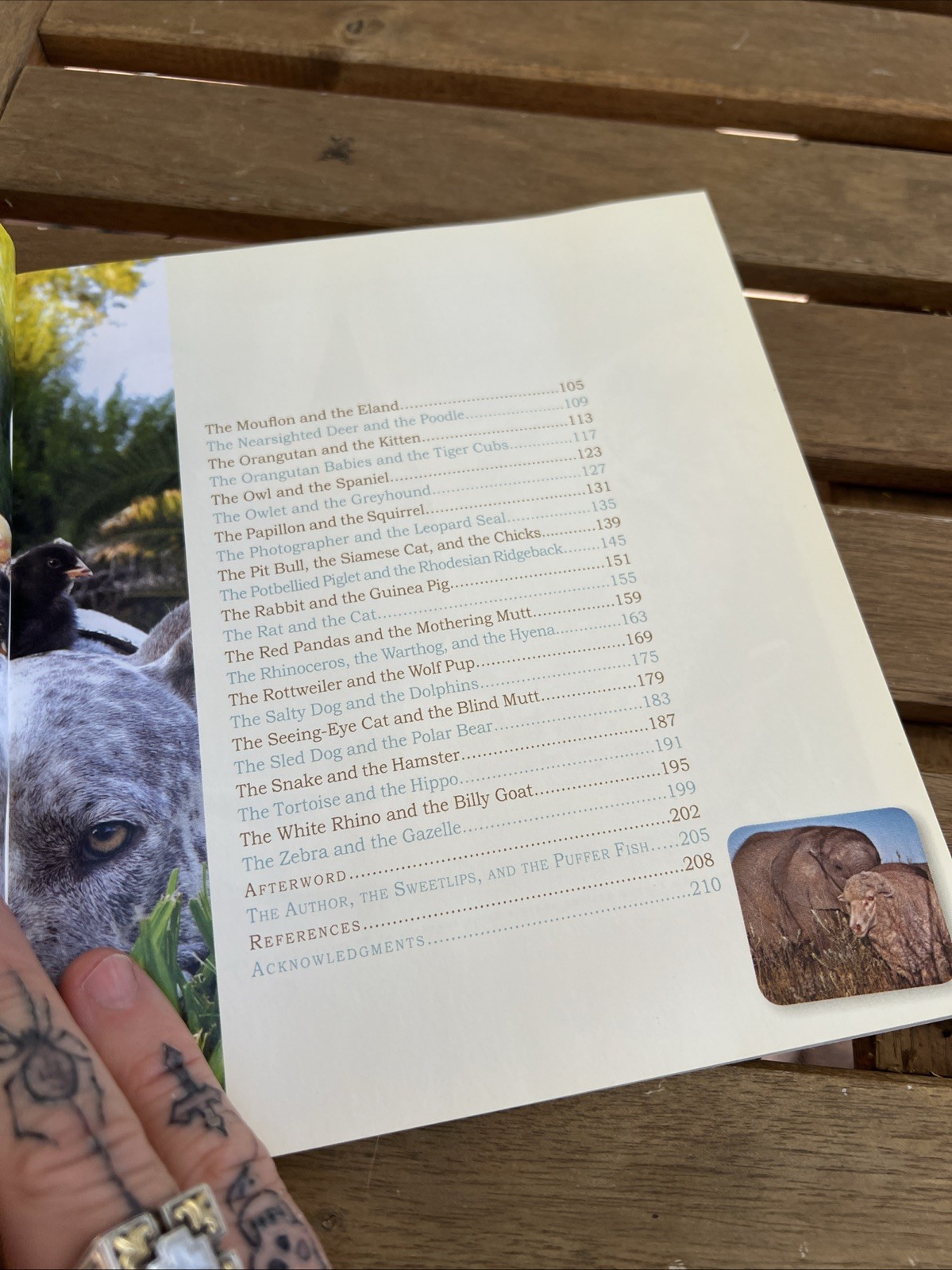 Unlikely Friendships Jennifer S. Holland Paperback Workman Animals Nature 2011