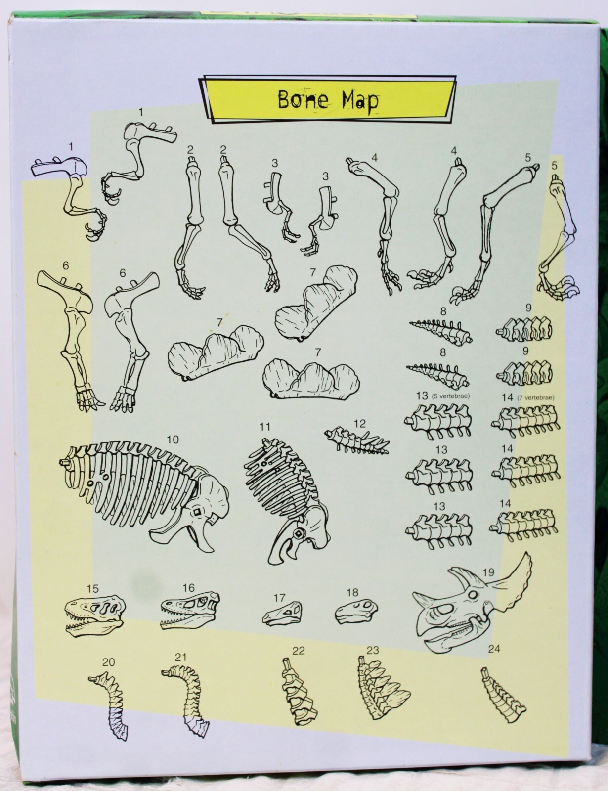 Dennis Schatz Totally Dinosaurs Book Bone Skeleton Model Assembly Paleontology