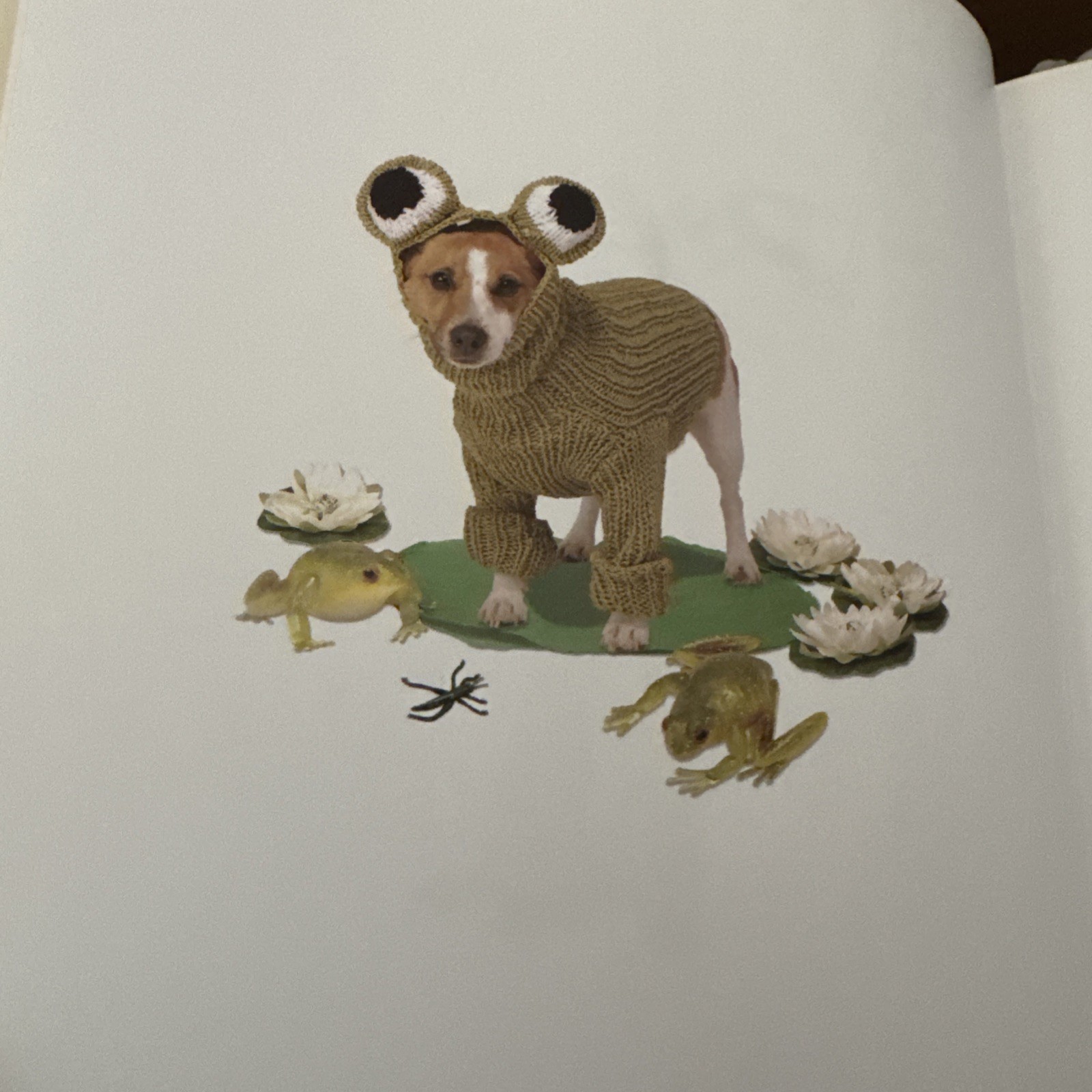 Wacky Doggy Knits (10 Original Patterns For Your…Dog) by Alison Jenkins