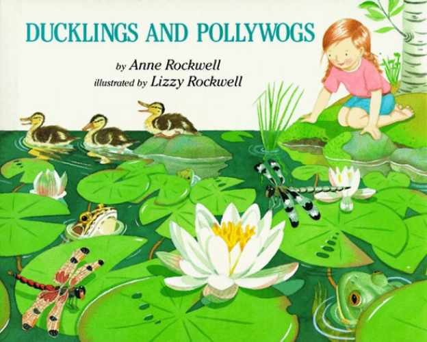 Ducklings and Pollywogs – Hardcover, by Rockwell Anne – Very Good b