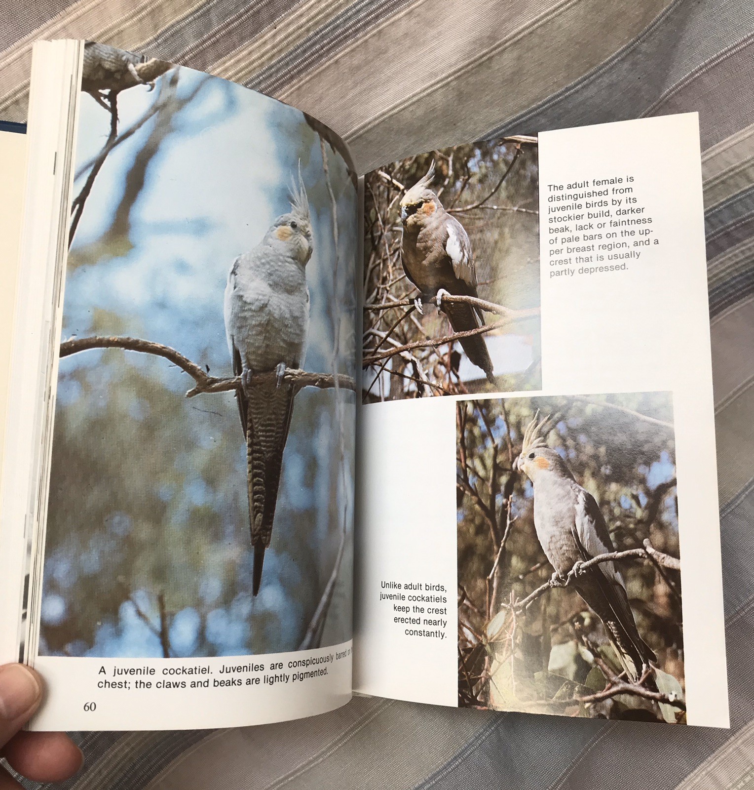 Cockatiel Handbook by Dr. Gerald R. Allen and Connie Allen 1981 HC Like New