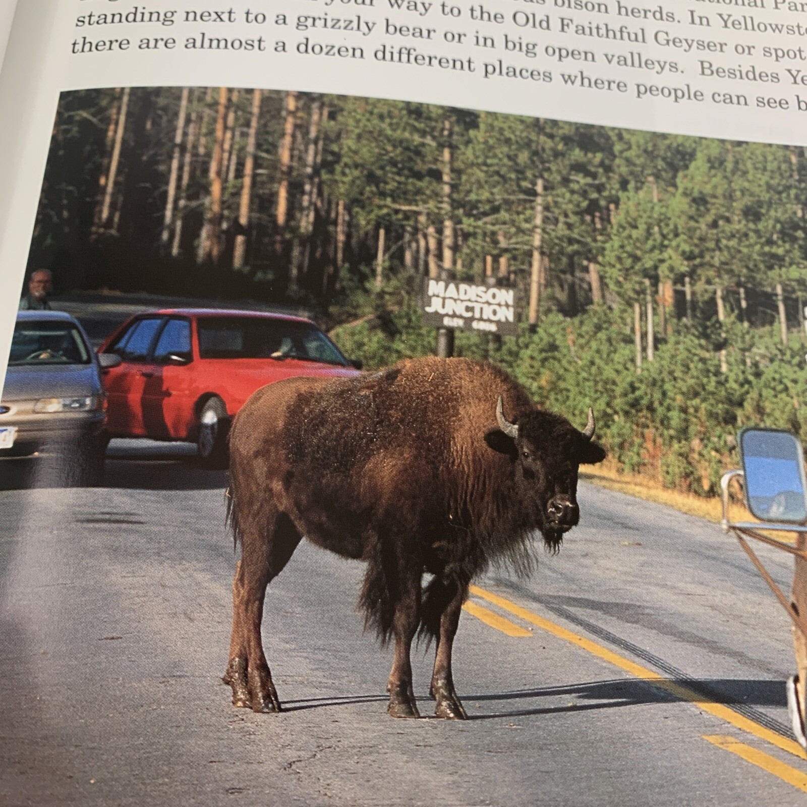 Wildlife for Kids Ser.: Bison for Kids by Todd Wilkinson (1994, Trade Paperback)