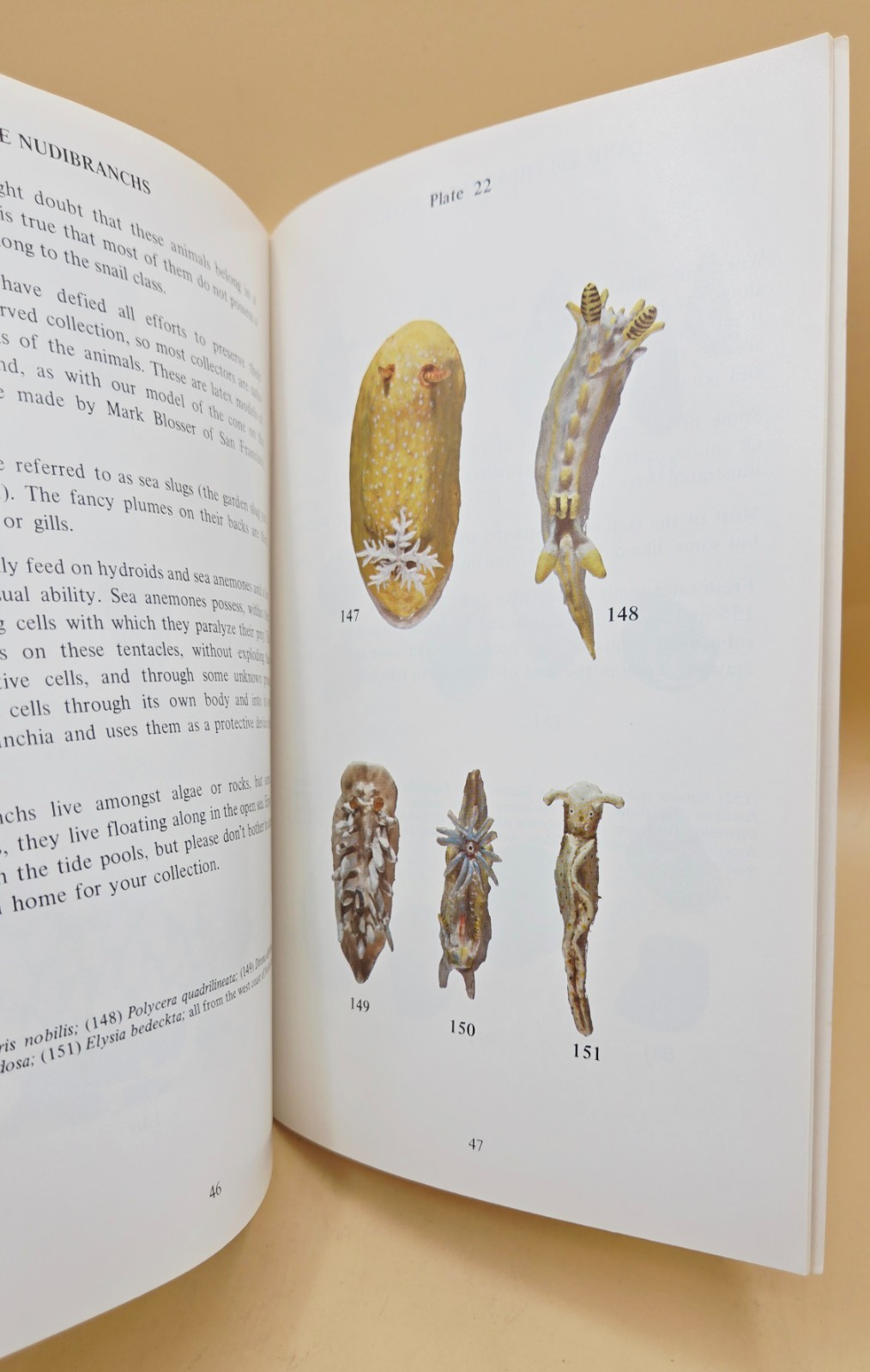 Vintage 1975 WHAT IS A SHELL? Educational Book, VERY GOOD, LN