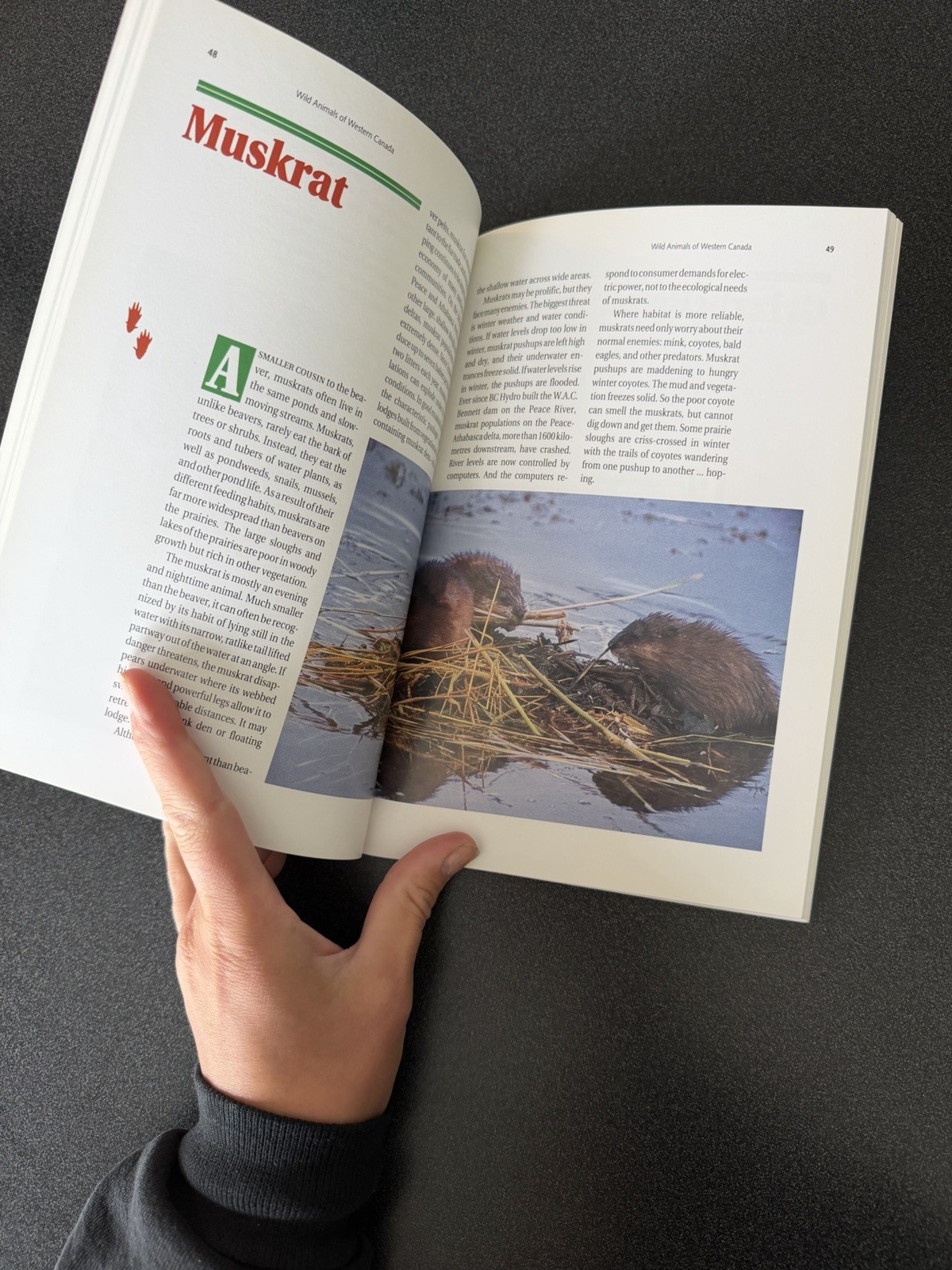 Wild Animals of Western Canada PB Kevin Van Tighem An Altitude NatureBook Illus