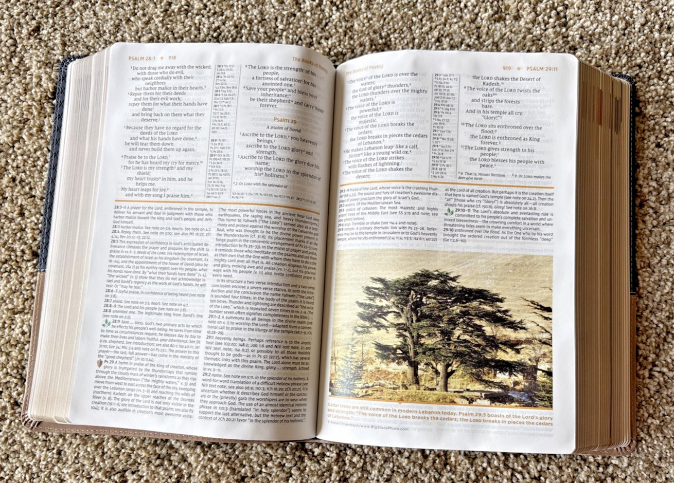 NIV Study Bible Fully Revised Edition Leather Soft Zondervan Blue/Tan