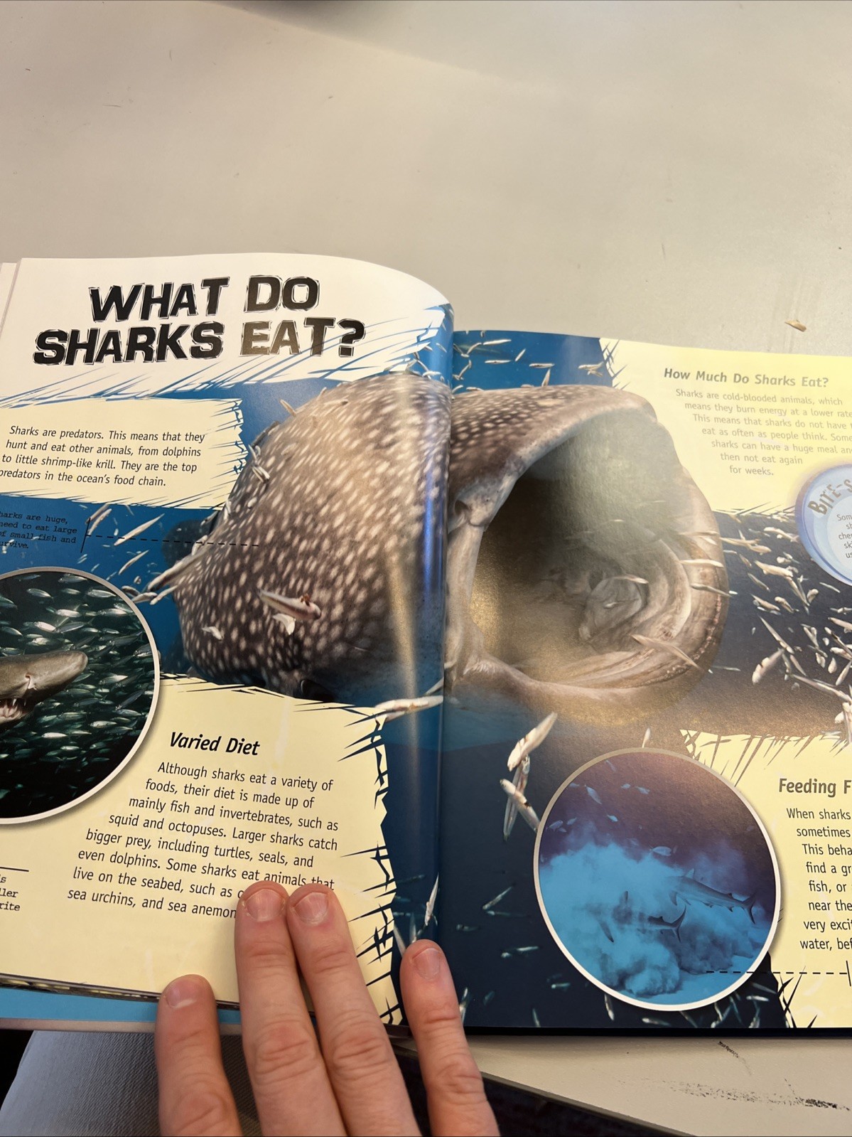The Complete Guide to Sharks Hardcover Camilla de la Bedoyere