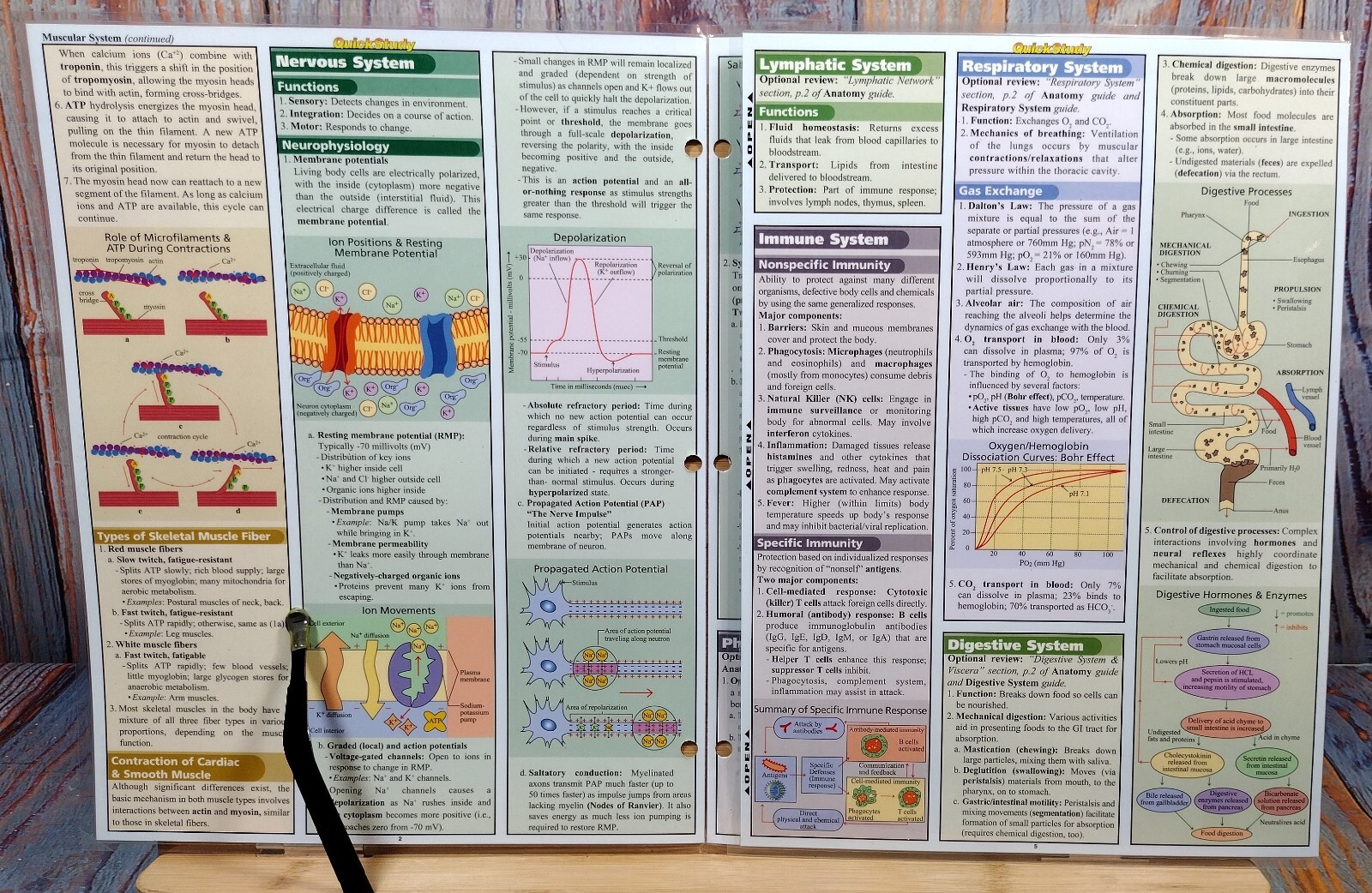 Quick Study Academic – Physiology (2008)
