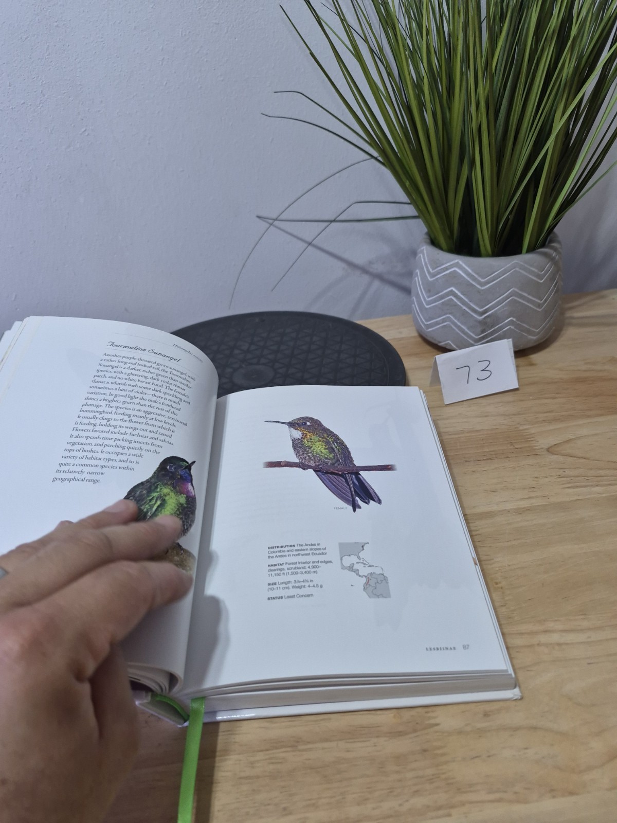 Hummingbirds: A Life-size Guide to Every Species, Fogden, Michael, Taylor, Maria