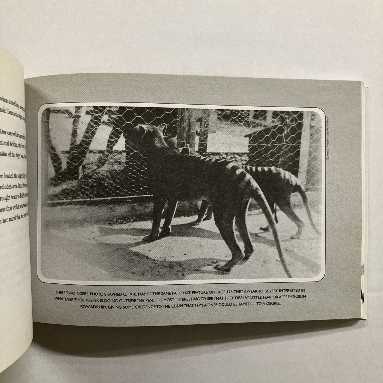 TIGER TALES Stories of the Tasmanian Tiger Col Bailey 2001 SC