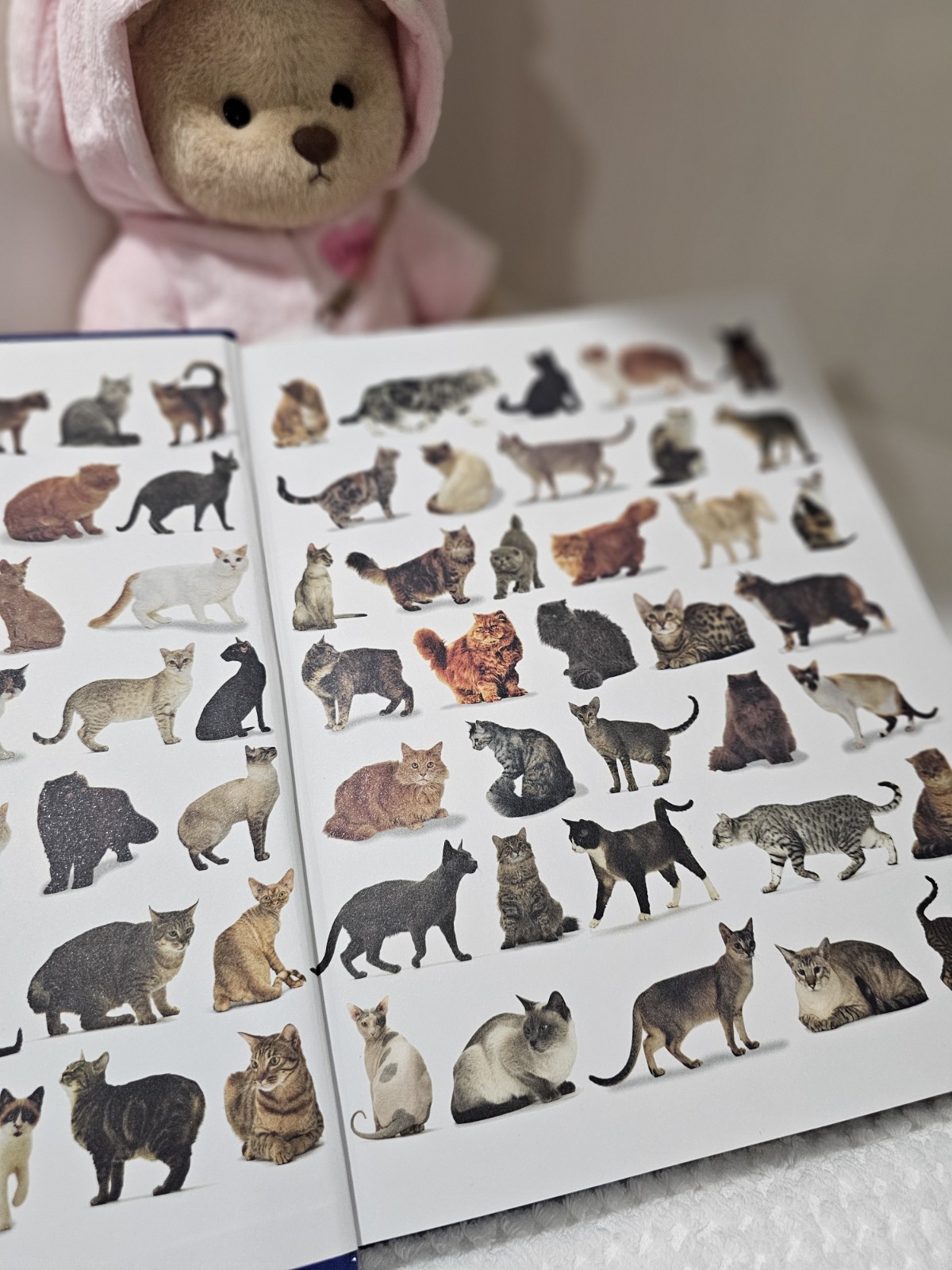 Complete book of cats