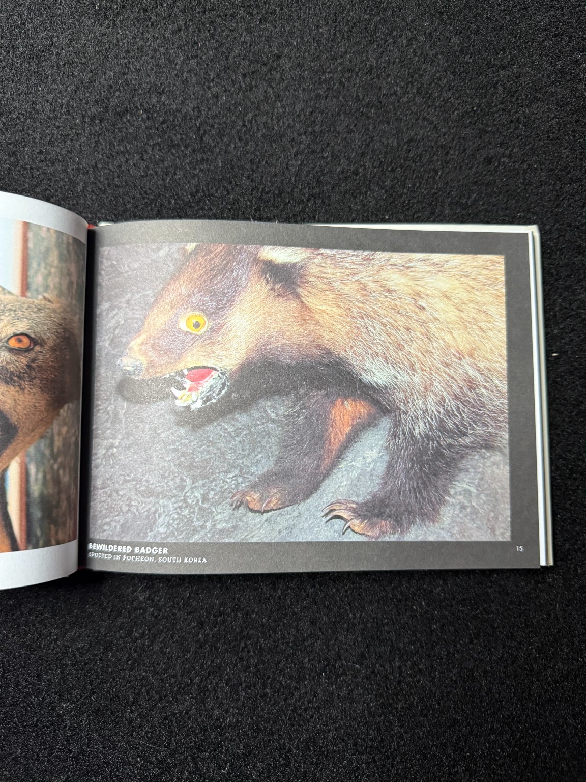 Crap Taxidermy by Kat Su 2014 Ten Speed Press Humor Photography Coffee Table