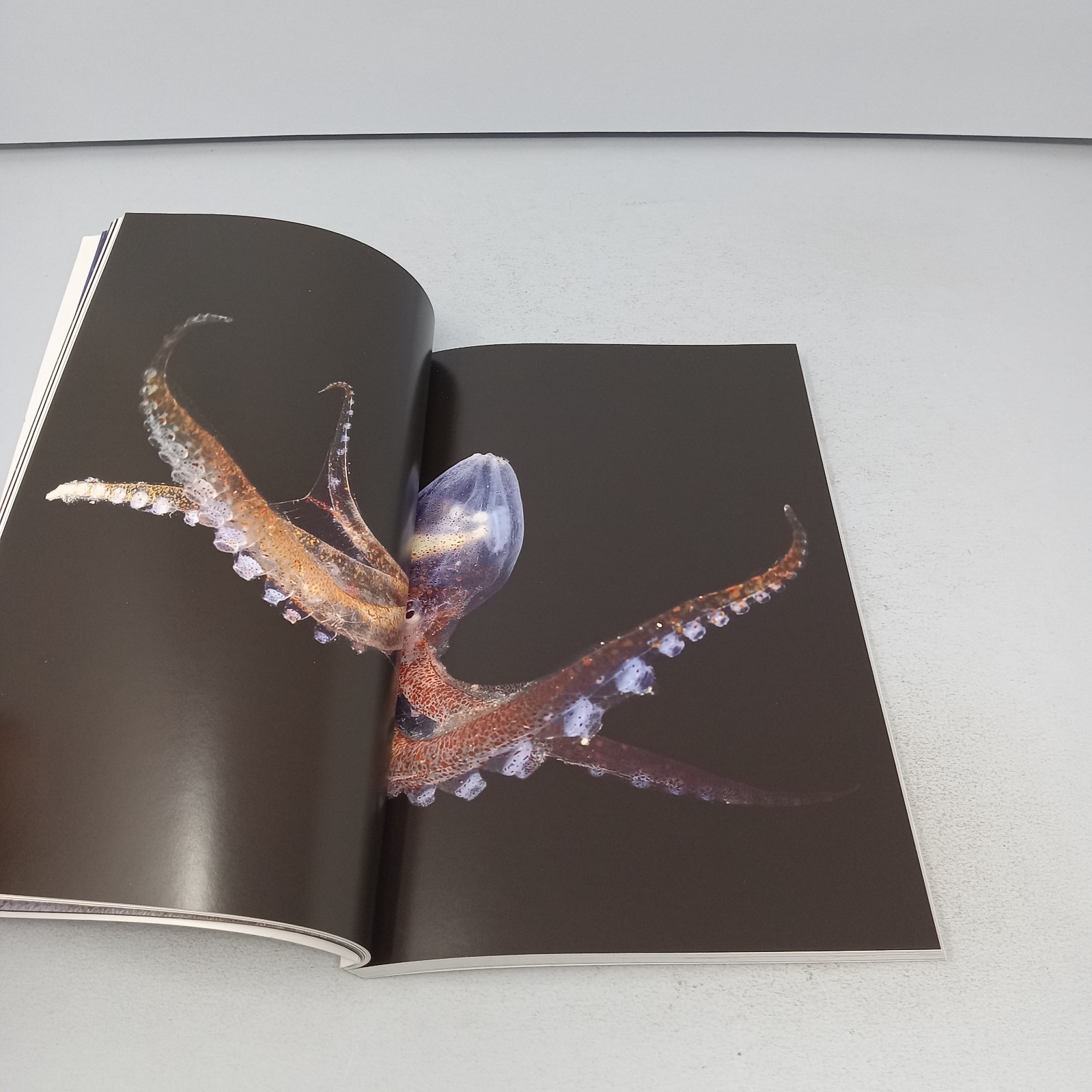 Secrets of the Octopus: 2024 National Geographic Paperback by Sy Montgomery