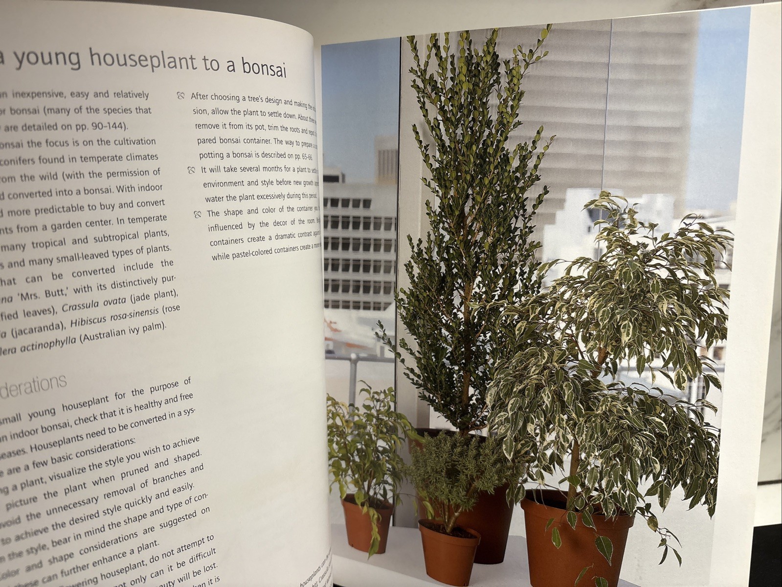 Successful Bonsai, By David Squire