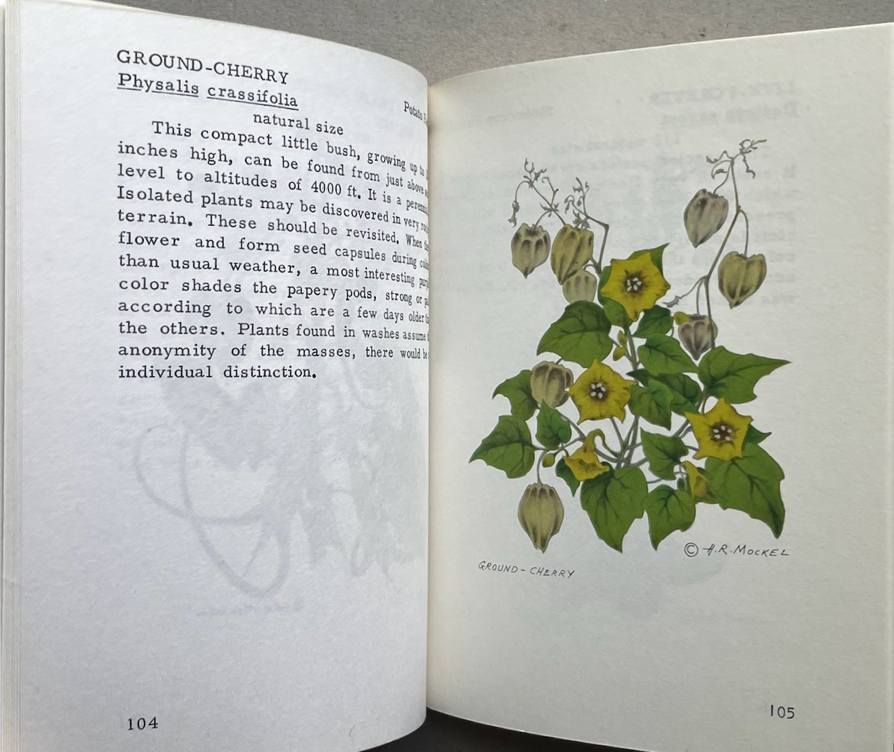 Mockel’s Desert Flower Notebook / Henry & Beverly Mockel / 1971 pb
