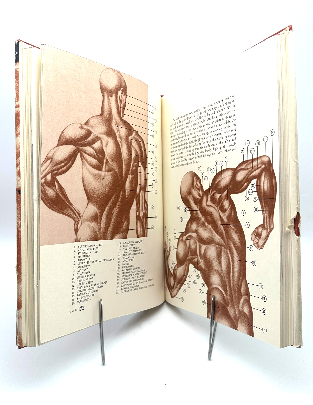 Dynamic Anatomy by Burne Hogarth Vintage 1958 Watson-Guptill Art Reference Book