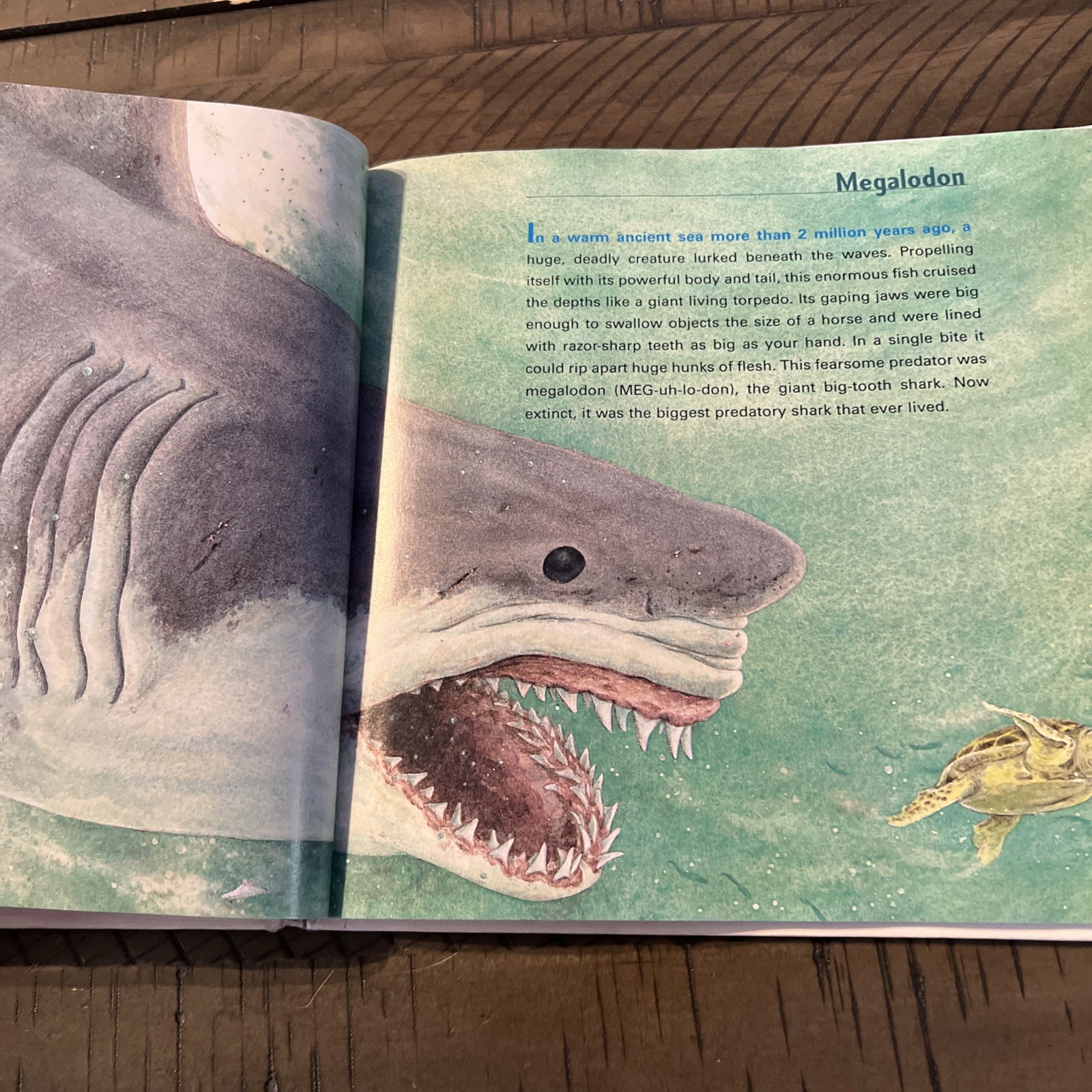 Giant Shark: Megalodon, Prehistoric Super Predator by Caroline Arnold