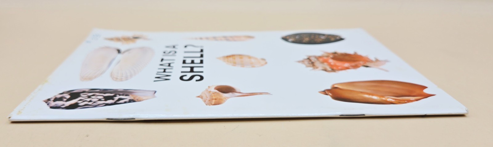 Vintage 1975 WHAT IS A SHELL? Educational Book, VERY GOOD, LN