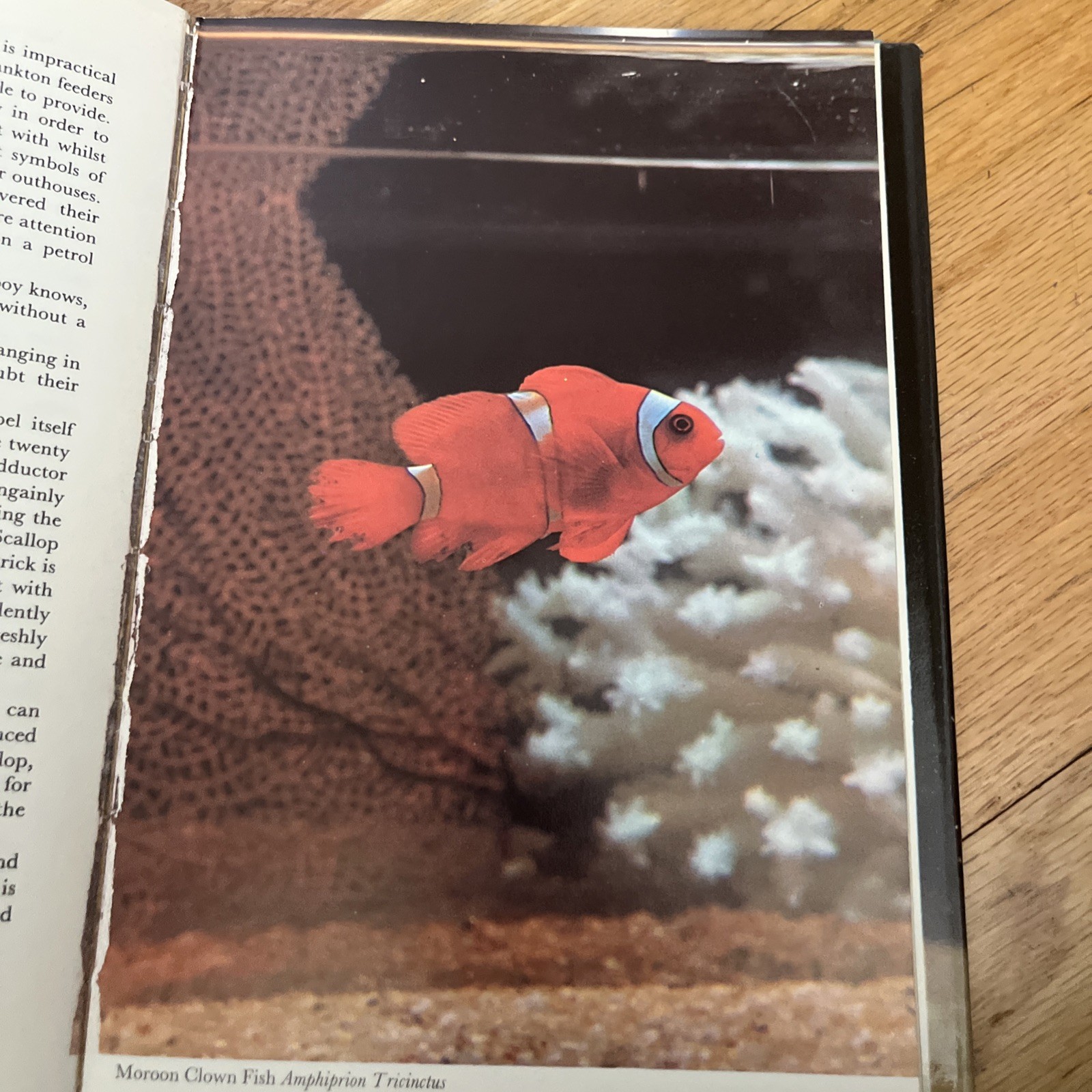 Natural History ,CORAL FISHES by T RAVENSDALE , 1967 , HC/DJ Book