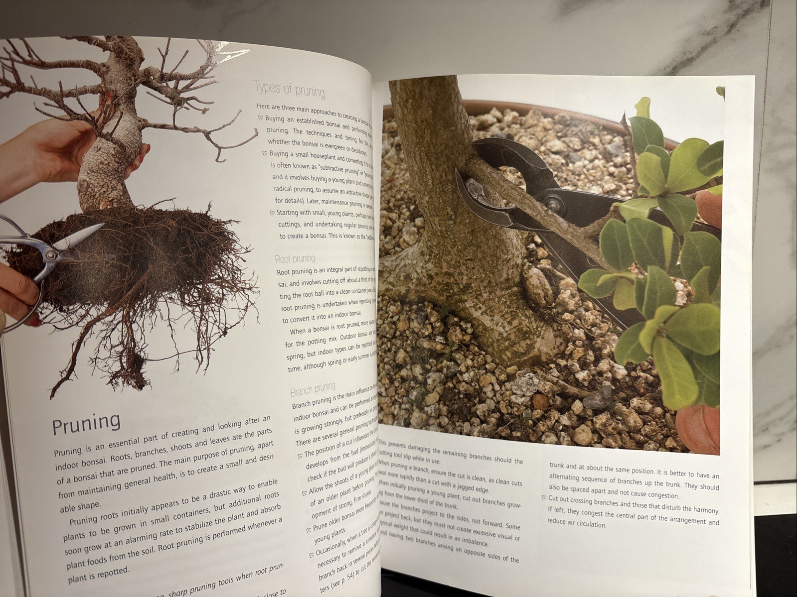 Successful Bonsai, By David Squire