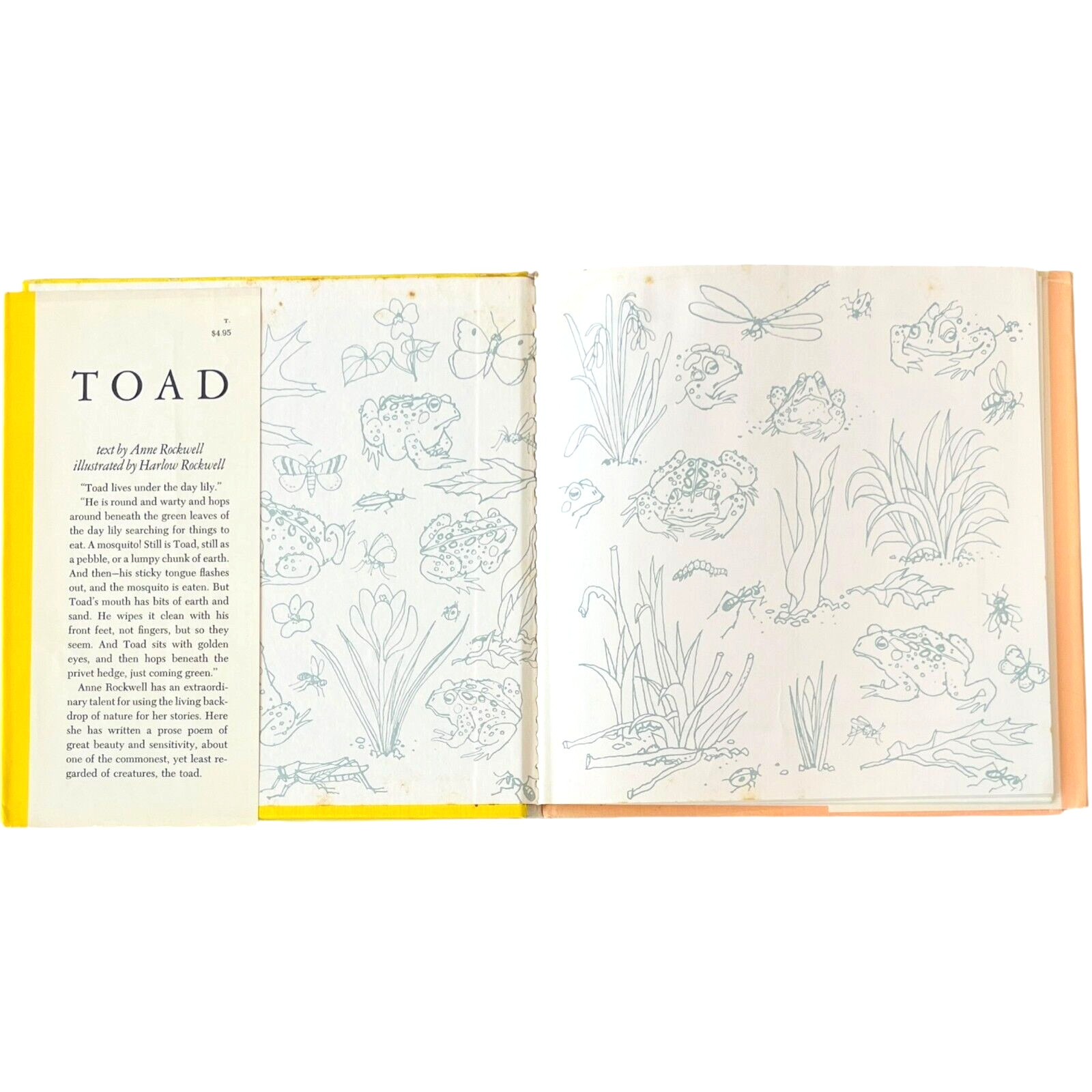 Toad by Anne Rockwell illustrated by Harlow Rockwell – Hardcover Book 1972