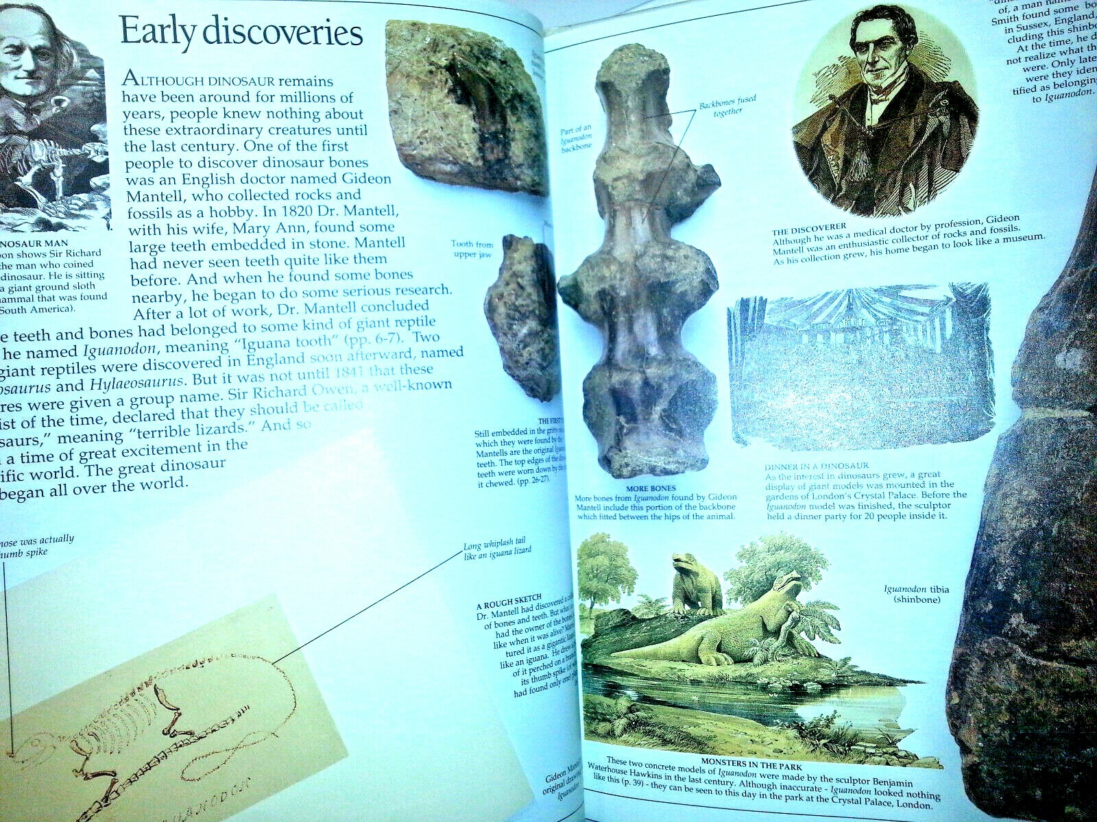 DINOSAUR EYEWITNESS BOOK HARDCOVER Homeschool BEHAVIOR HABITAT DISAPPEARANCE New