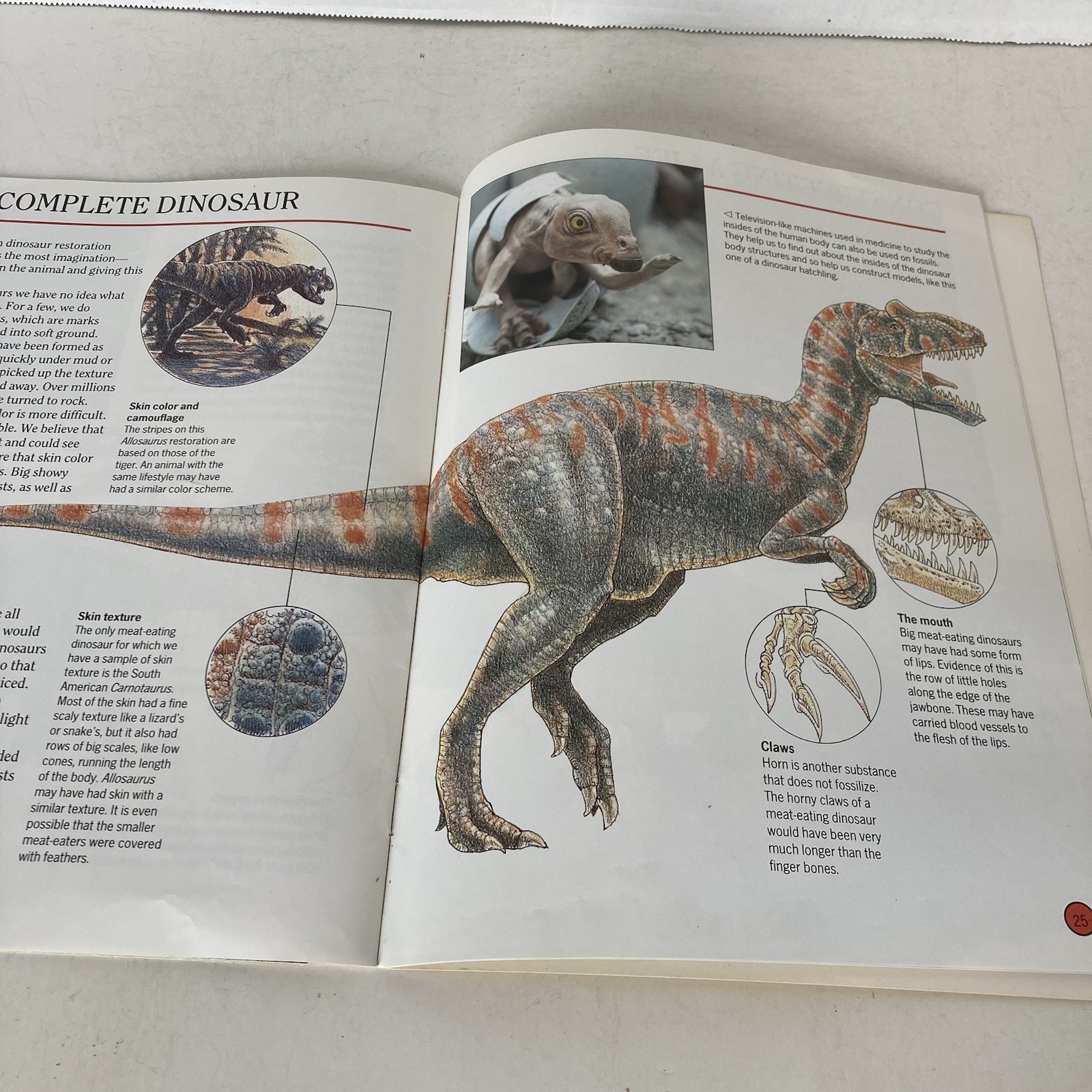 Vintage 1993 DINOSAURS Dougal Dixon Lot of 5 Highlights Books for Children