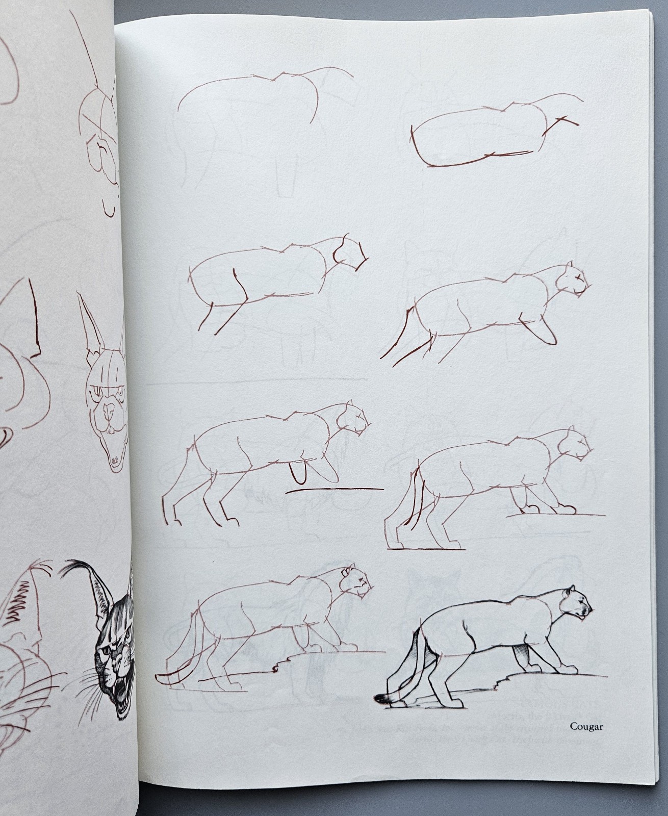 Draw 50 Animals Books Lot Lee J Ames Horses Cats Dogs Step-by-Step Drawing