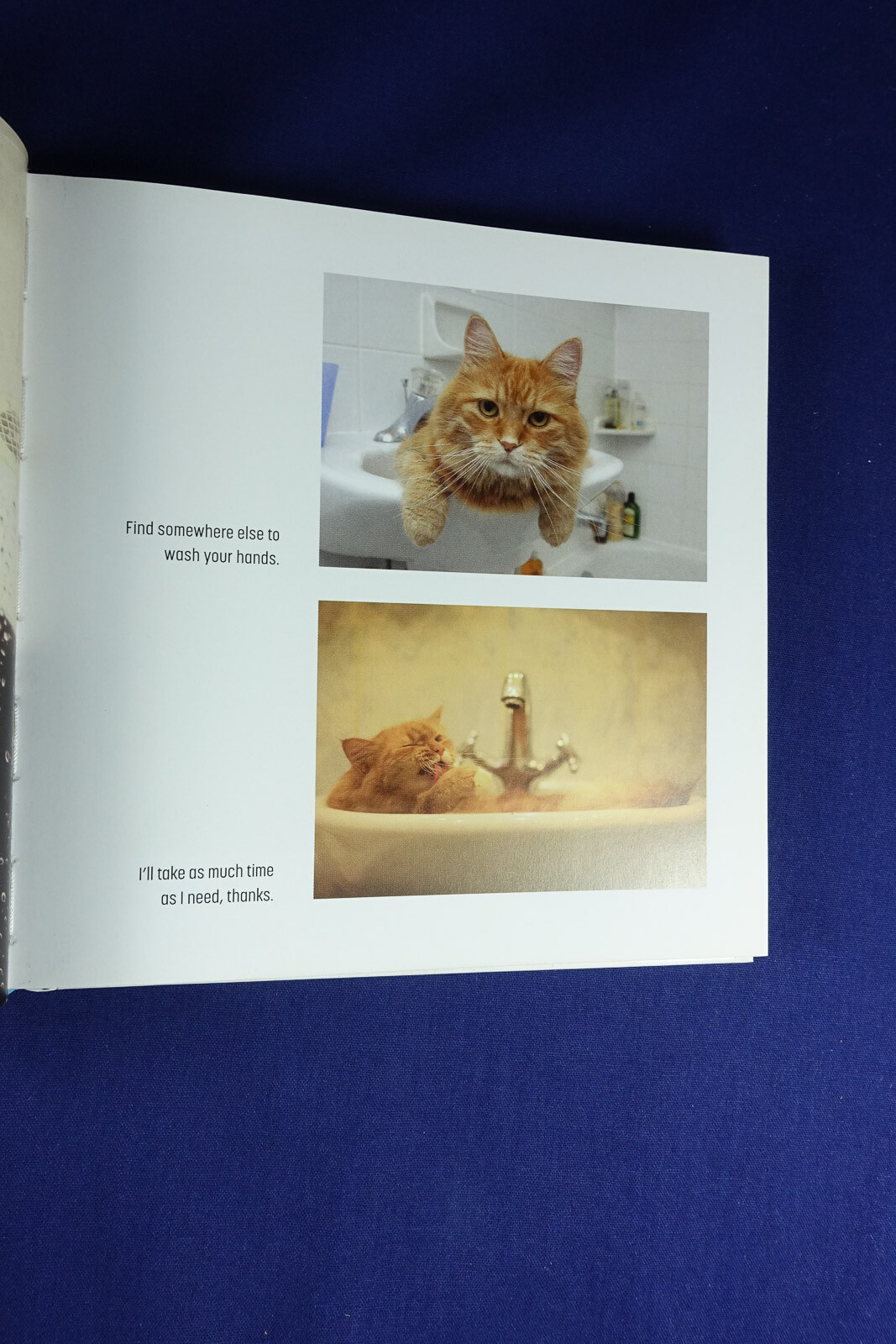 MY CAT IS A DICK Malcolm Katz FUNNY CAT PHOTOS BOOK