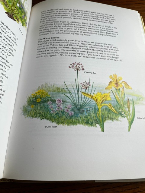 Flowers of the Countryside Marjorie Blamey’s 1980 color illustrations