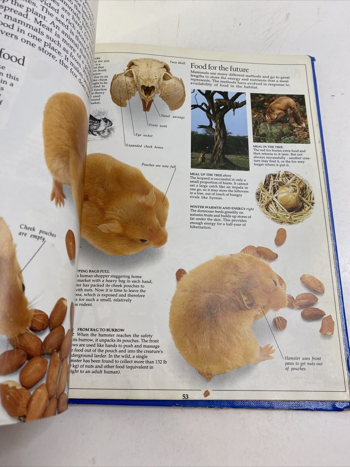 Mammal – Steve Parker (Hardcover, 1989)