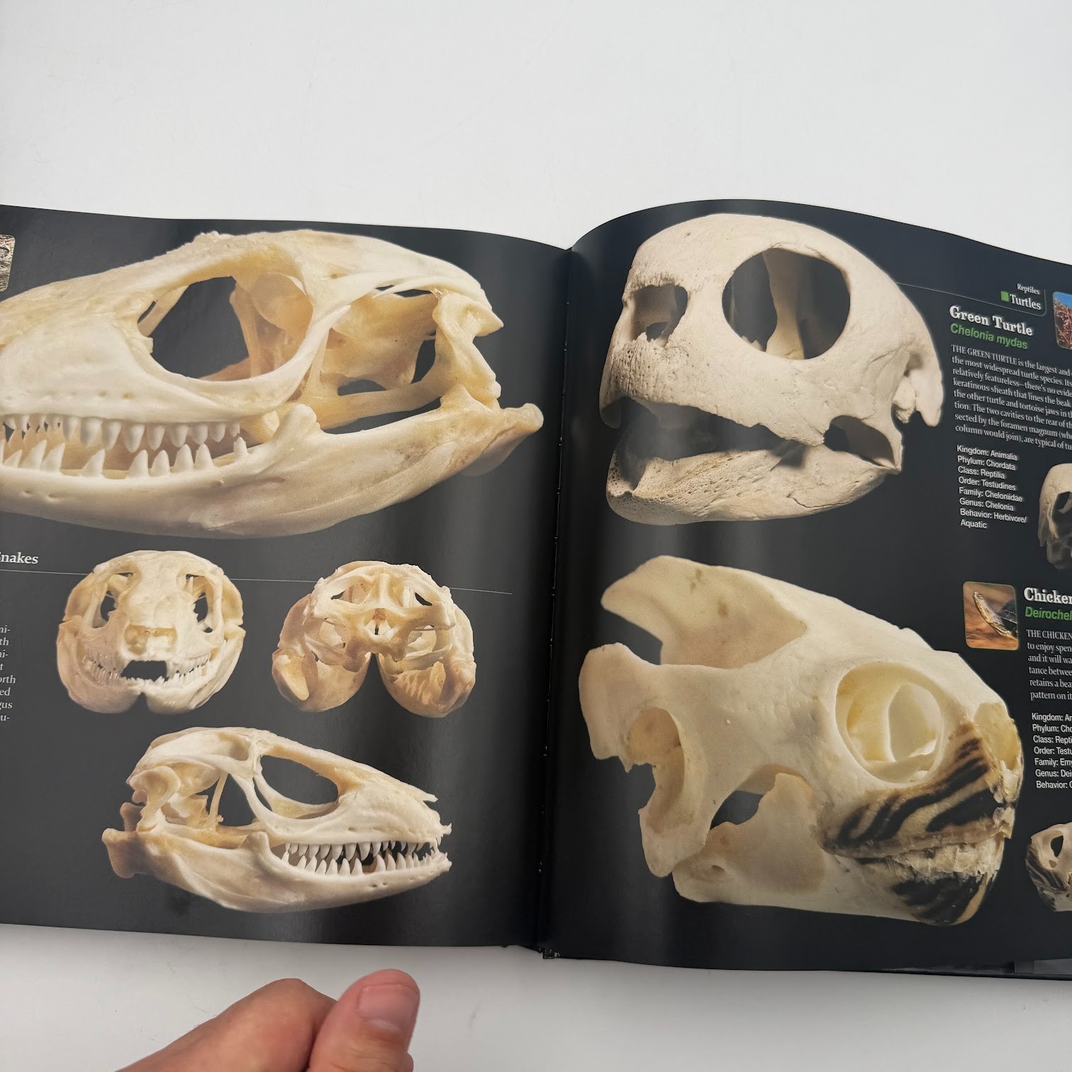 Skulls : An Exploration of Alan Dudley’s Curious Collection by Simon Winchester
