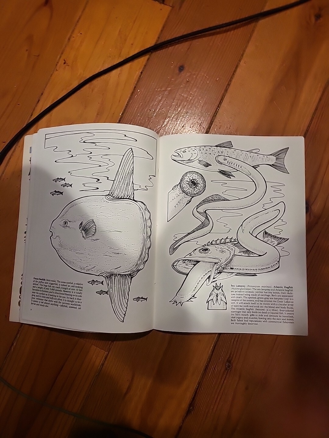 Strange Creatures of the Sea Coloring Book by Llyn Hunter (1991, Trade…