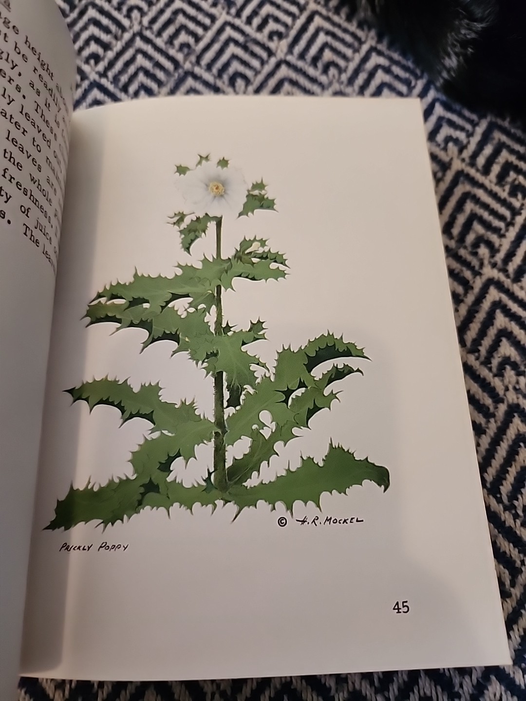 Mockel’s Desert Flower Notebook SIGNED by Author