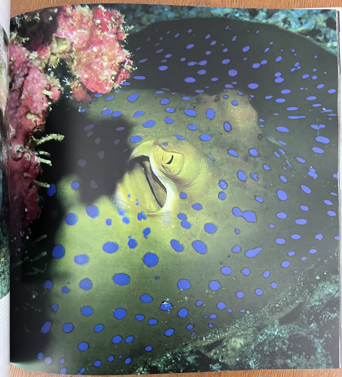 Philippines Diving: Anilao Batangas Verde Island Passage Coral Reef Photography