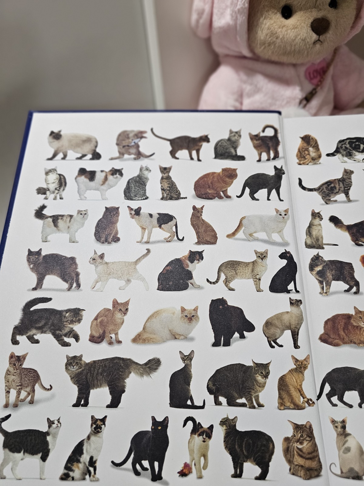 Complete book of cats