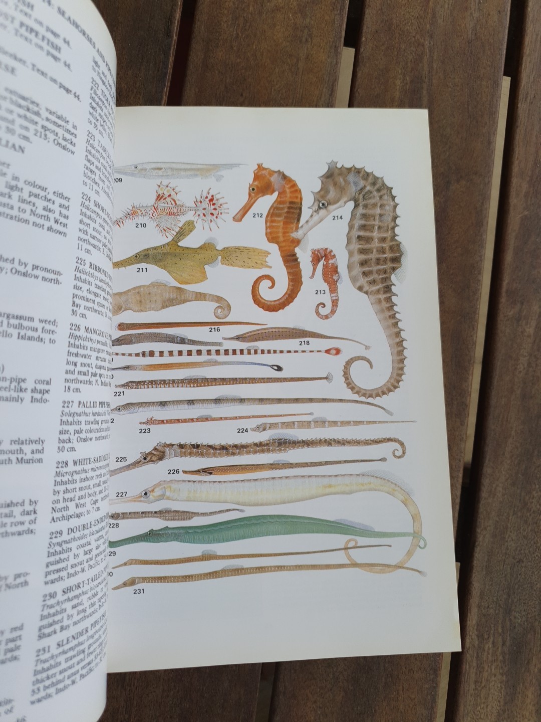 Marine Fishes of North-Western Australia Gerald R Allen 1988 Superior Plates