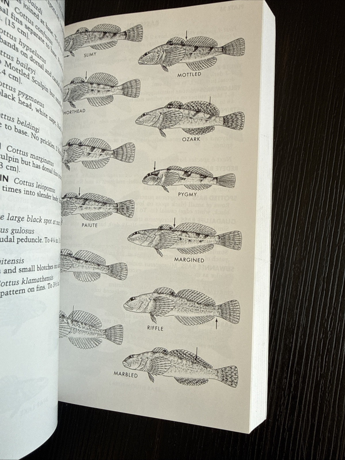Paterson Field Guides – Fresh Water Fishes- Lawrence M.