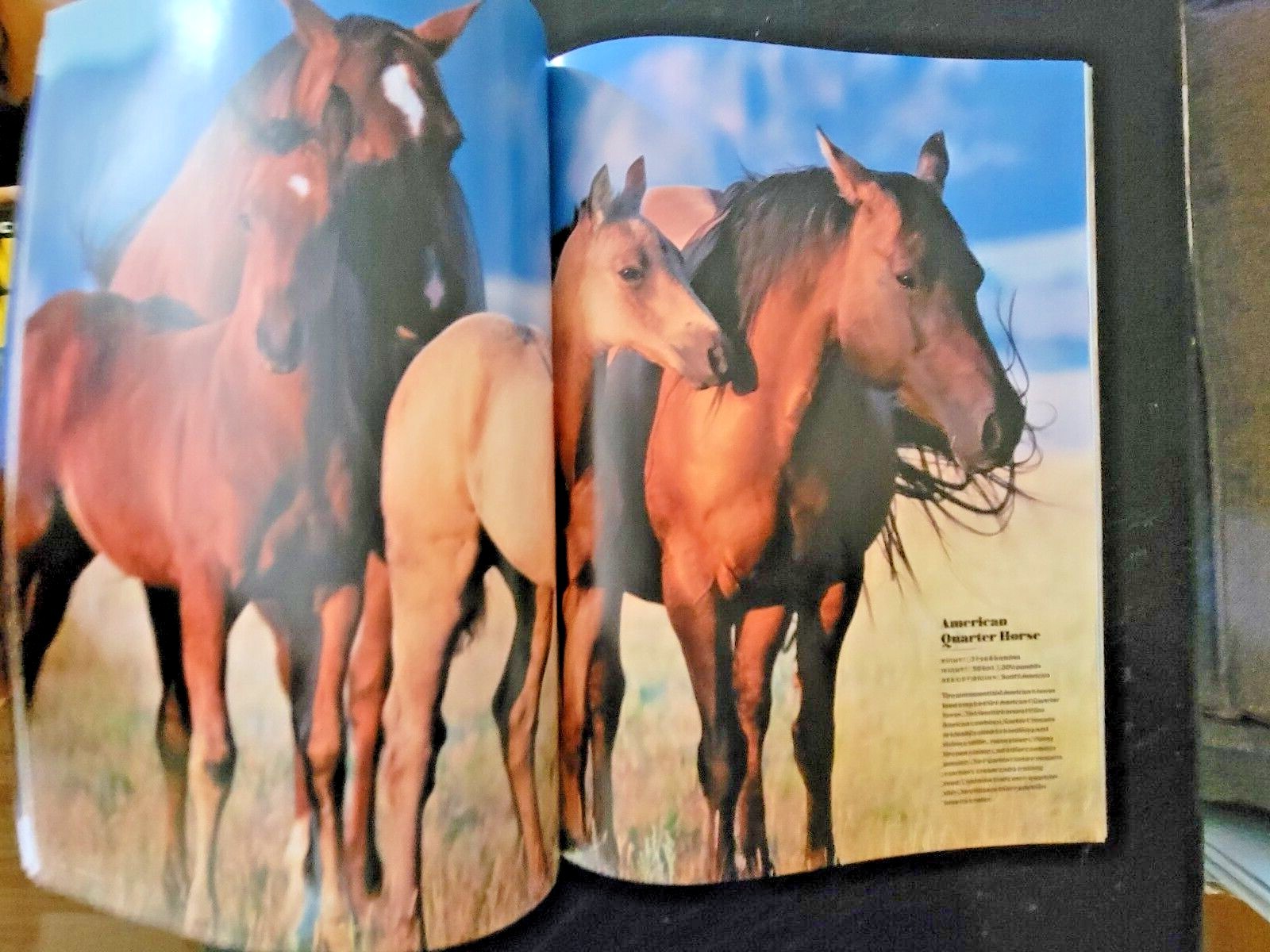 HORSES by LIFE The World’s Most Beautiful Animal – Plus Why We Love Horses