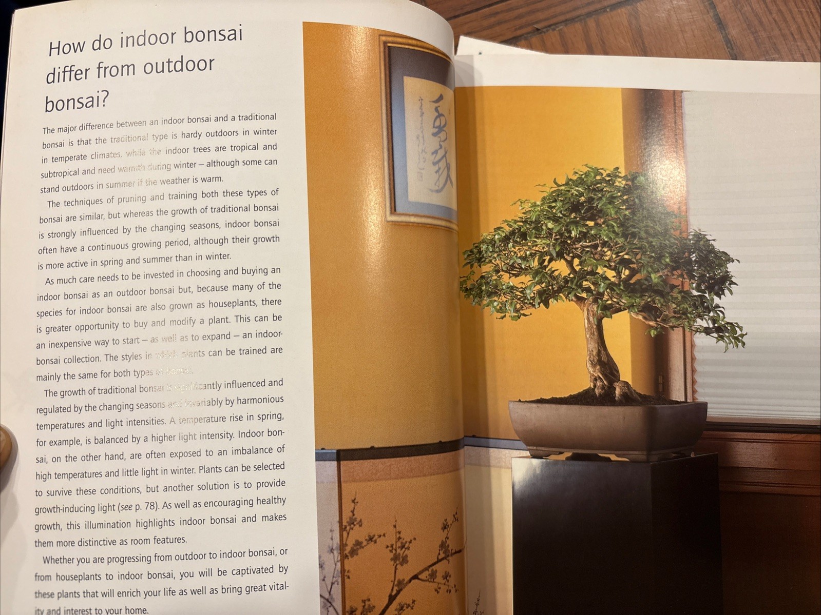 Successful Bonsai, By David Squire