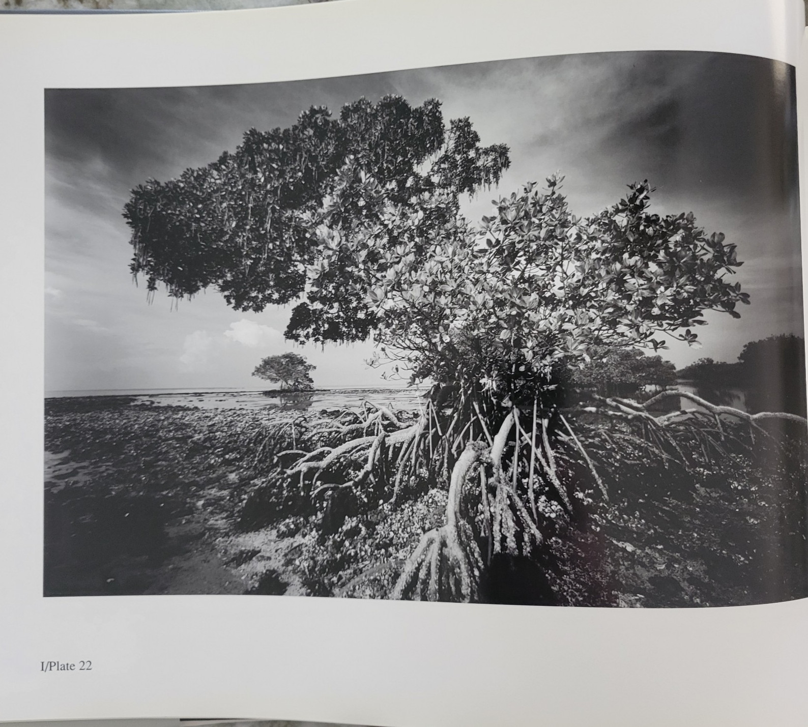 Clyde Butcher, Portfolio I: Florida Landscapes by Clyde Butcher