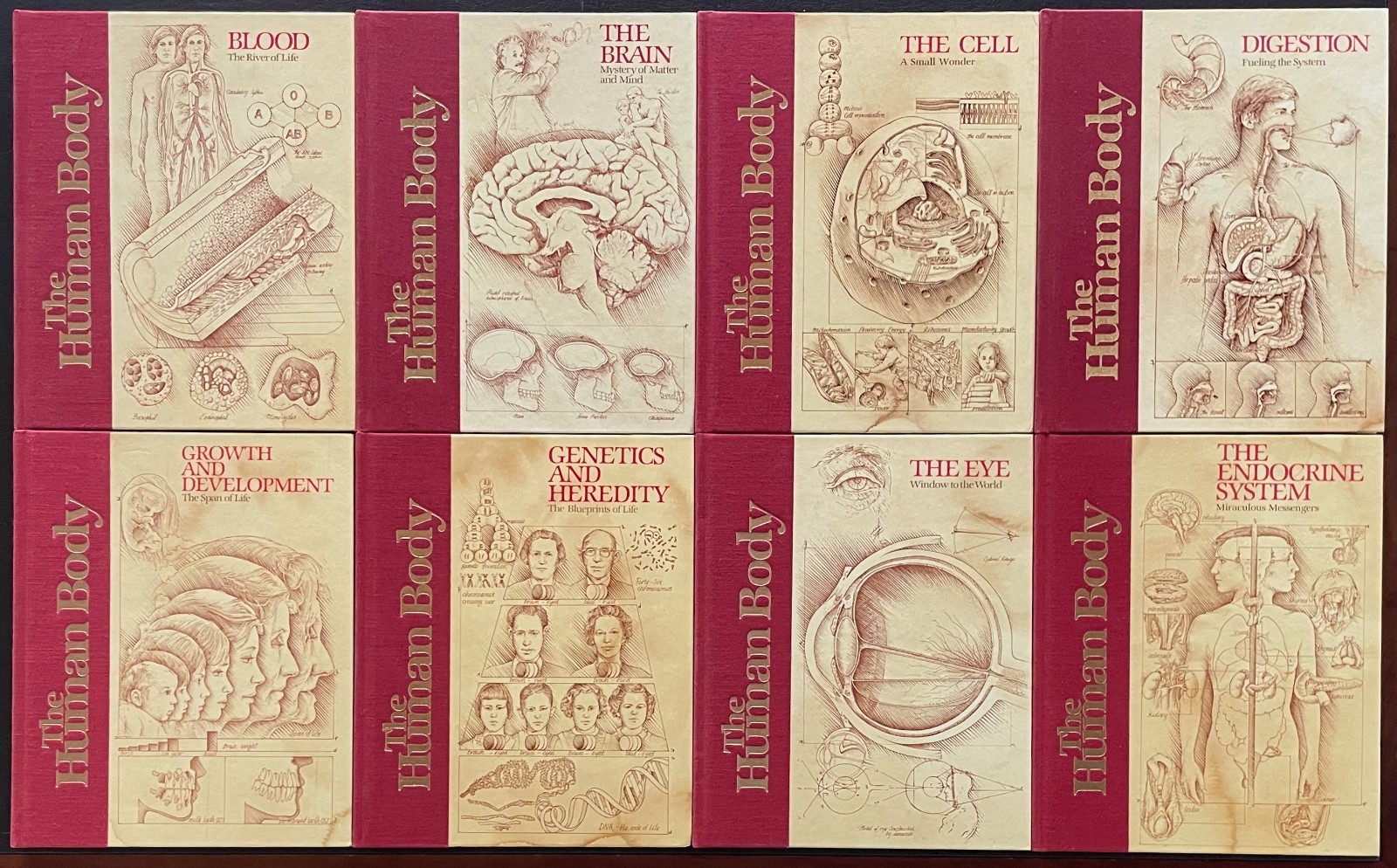 THE HUMAN BODY Complete Set. Vol 1-20. 1985. Torstar. Good Condition