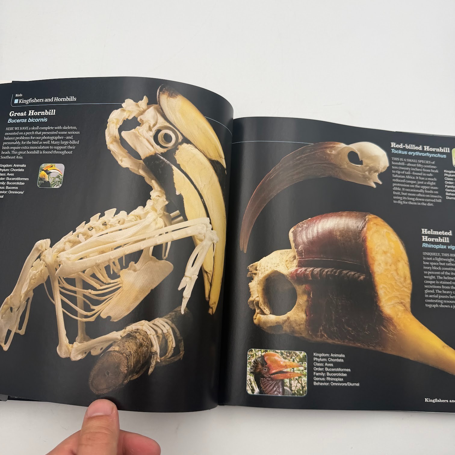 Skulls : An Exploration of Alan Dudley’s Curious Collection by Simon Winchester