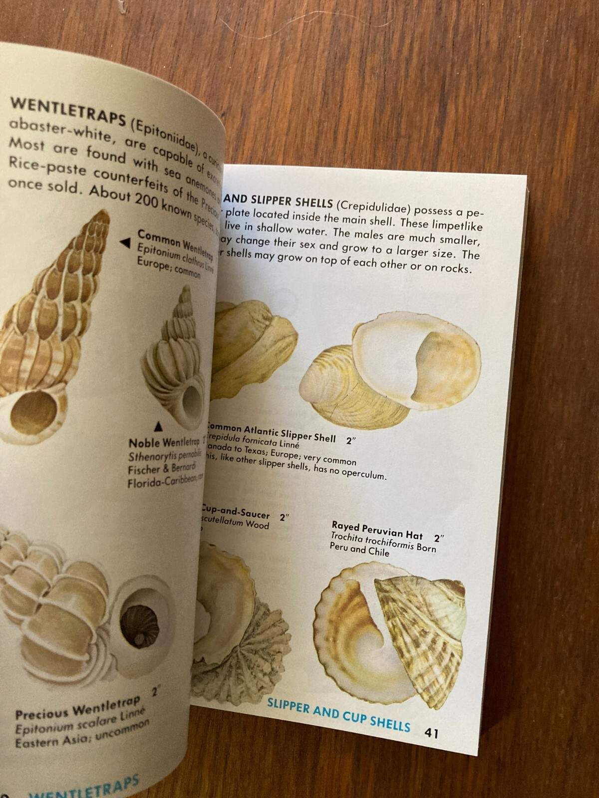 A Golden Guide from St. Martin’s Press Seashells of the World Life Tucker Abbott